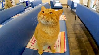 フェリー乗り場の待合室にいた猫が可愛過ぎる
