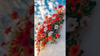 Nature #weather #peacefulmusic #ytbshorts #song #sunset #sunrise #night #music #flowers