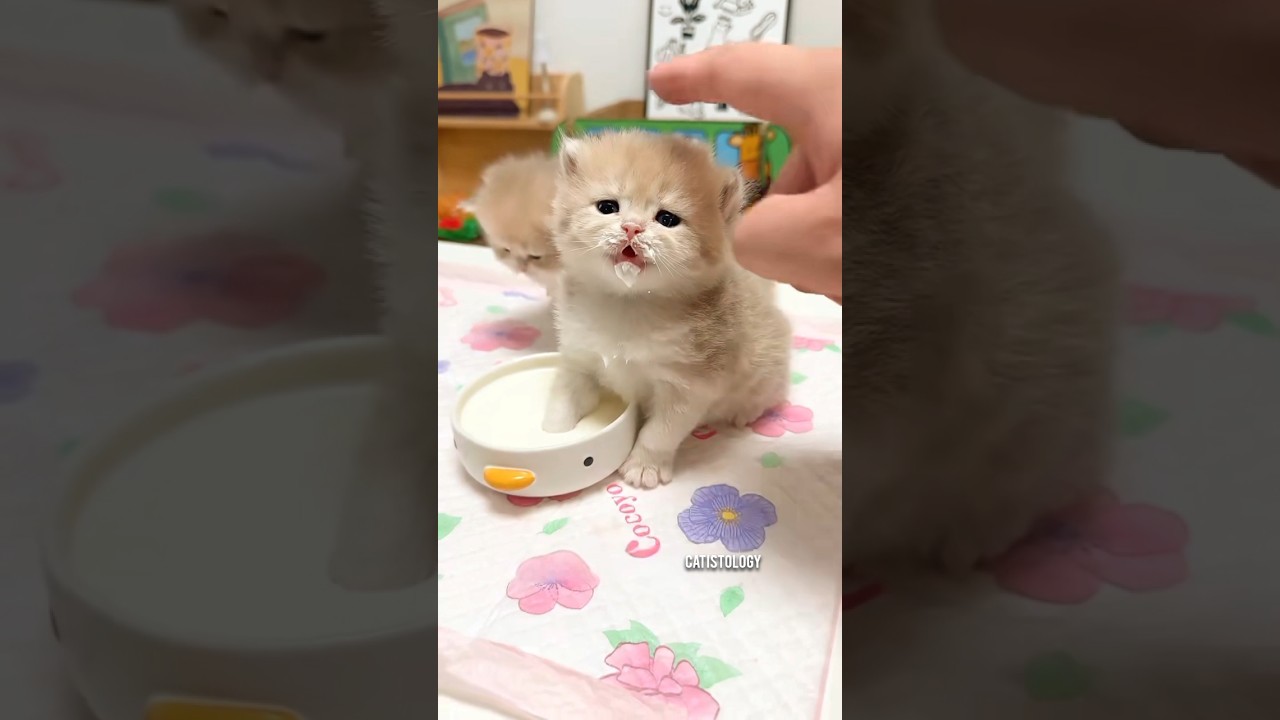 A tiny kitten, a feeder bottle, and lots of love. 🍼🐱❤️