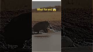 Predator vs prey: crocodile targets wild boar😱 #crocodile #fyp #wildboar #shorts