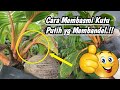 CARA MUDAH MEMBASMI HAMA KUTU PUTIH PADA BONSAI KELAPA