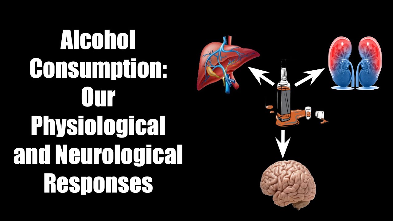 Alcohol Consumption Our Physiological And Neurological Responses YouTube Alcohol Consumption Our Physiological And Neurological Responses YouTube