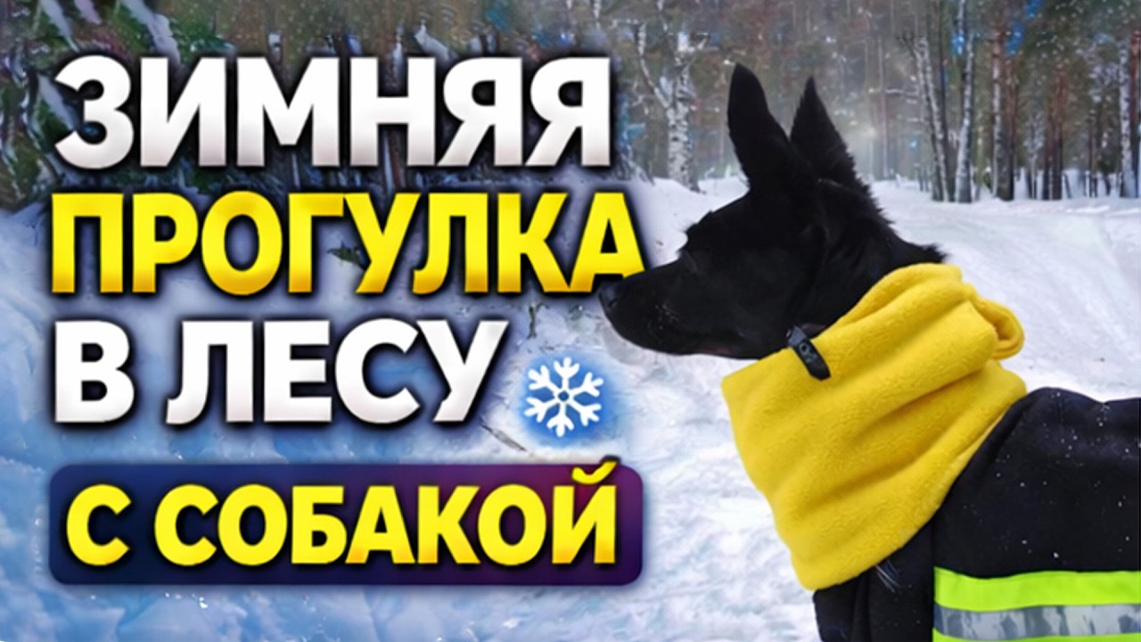 Зимняя сказка в лесу ❄️ Прогулка с собакой по заснеженной тропе