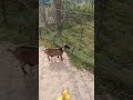 16 Dec 2025,#pets #desigoat #playing #viral #ytshorts #trending #video #newpost #subscribe #like