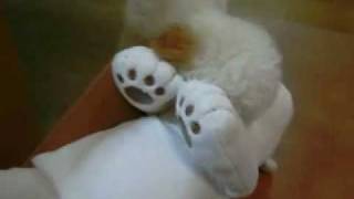 ニトリのシロクマチョウナン危うし（武蔵編）.mp4