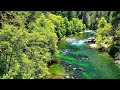【渓流の音】森を流れる透明感ある川の自然音ASMR【睡眠/リラックス/集中】