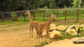 The Baby Giraffe at SB Zoo