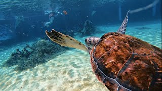 Snorkeling at the Cayman Turtle Centre artificial lagoon, West Bay, Grand Cayman