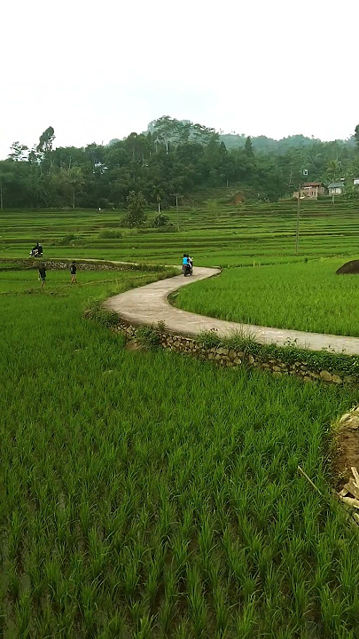 Jalan indah di tengah sawah Bikin Betah #nostalgia #viralvideo #nostalgiajamandulu #wisata #music