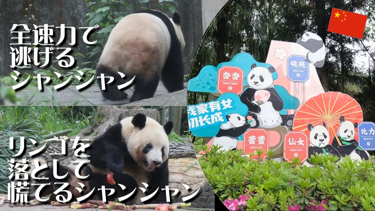 シャンシャンとシンシンに会いに5回目の雅安ひとり旅🐼【中国DAY 6-7