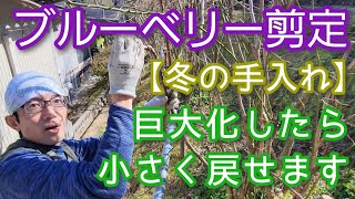 【ブルーベリーの冬剪定】大きくなった株を一気にサイズダウンする方法(2024年1月)✨🌱