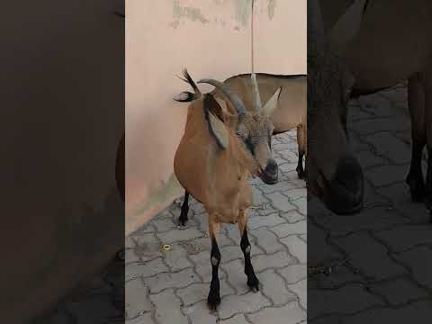 الله الله على المليح ماعز الالبين المغرب القلعة