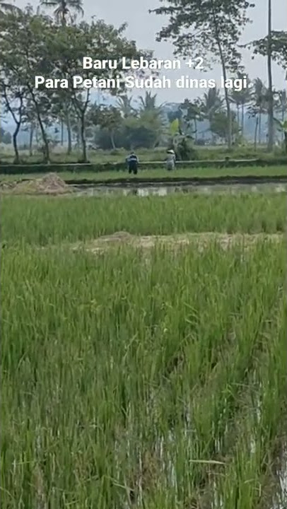 SEMANGAT PETANI.