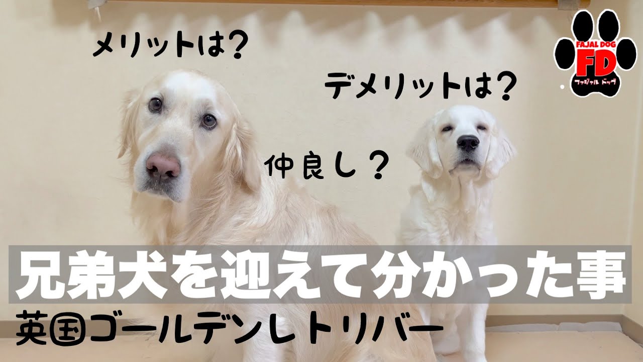 英国ゴールデンレトリバーの兄弟犬を迎えて分かったこと Youtube 英国ゴールデンレトリバーの兄弟犬を迎えて分かったこと Youtube
