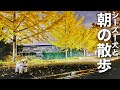 【シーズー犬/はに丸】季節を感じる早朝お散歩ルーティン！(2021年11月前編) / Shih Tzu takes a walk every morning in November.