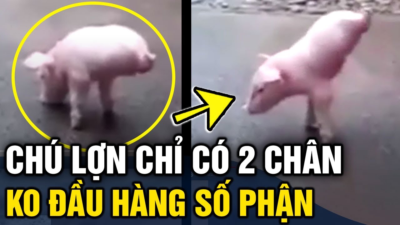 Chú Lợn Sinh Ra Chỉ Có '2 Chân' Kiên Cường 'Tập Đi' Khiến Nhiều Người Cảm  Phục | Tin 3 Phút - Youtube