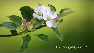 リンゴの花が咲いていた　／　佐々木 新一