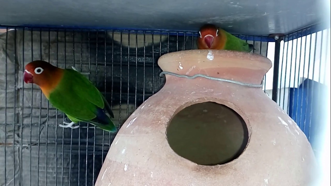 java sdk I Am Sold My Fisher With Full Information In Hindi/Urdu