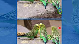 Find 500 Differences level 9 Game Book