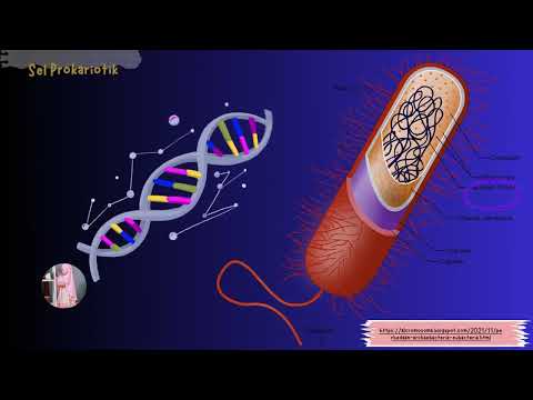 Video: Apakah yang dilakukan oleh sel prokariotik?