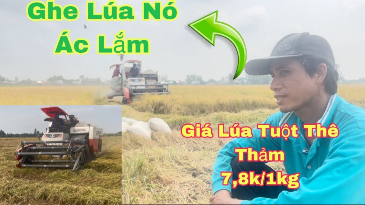 Giá Lúa Hôm Nay - Cò Lúa Xin 200 đồng 1ký-ghe Lúa Ác Lắm-“Câu Chuyện ...