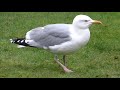 Seagull Drum and Bass Step dance