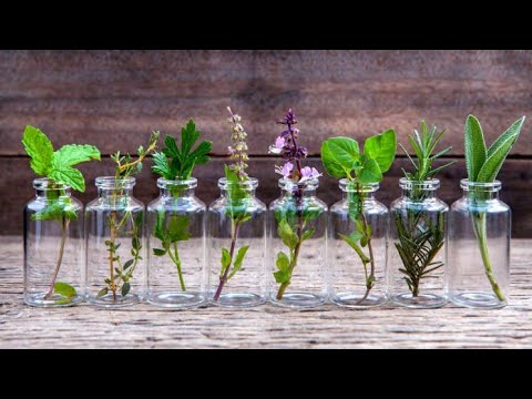 Ovo su začinske biljke koje uspešno možete da gajite u vodi