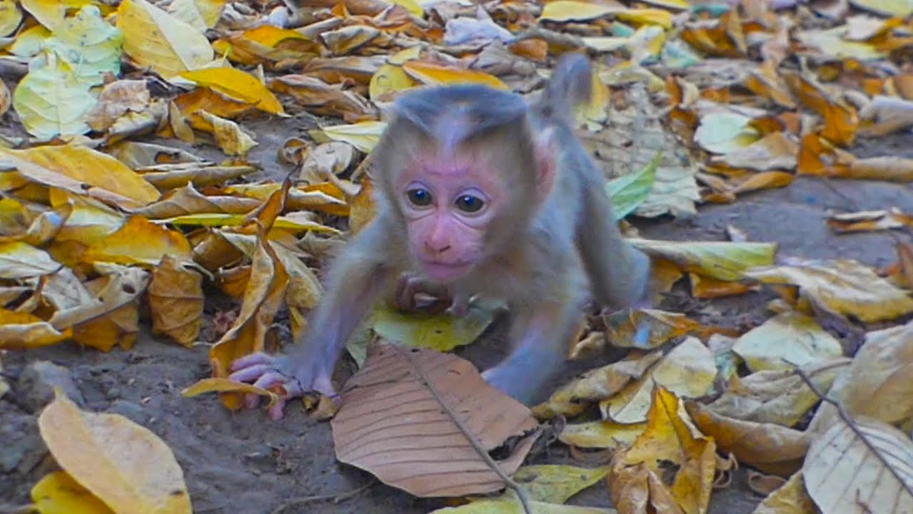 Newborn Lucan starts his step forward with hopeful by Lauy caring