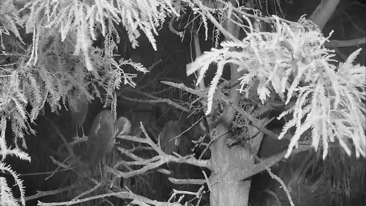 eggs florentine Alligator Swamp and Spoonbills Cam 08-18-2018 17:34:48 - 18:34:49