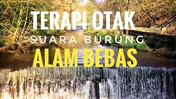 TERAPI OTAK SUARA BURUNG ALAM BEBAS #BaladaKicau
