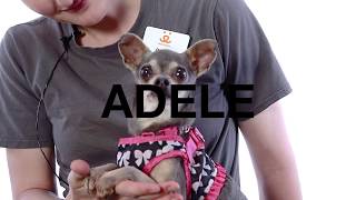 Adopt Adele at NKLA