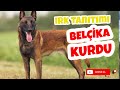 NEDEN BELÇİKA KURDU ? - BELGİAN MALİNOİS (ATEŞ)