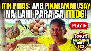 MAY PERA SA "ITIK PINAS: Ang Pinakamahusay na Lahi para sa Itlog! (Complete Farming Guide 2026"