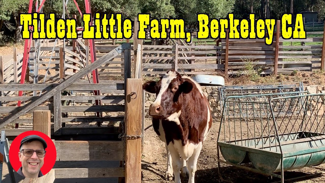 Tilden Little Farm, Contra Costa County, California 🐄 farm farmlife