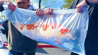 All American Koi Fish Show Las Vegas 2024 - Official Movie