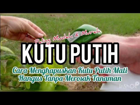 Video: Apa Itu Kutu Kulit: Adakah Serangga Kutu Kulit Merosakkan Pokok