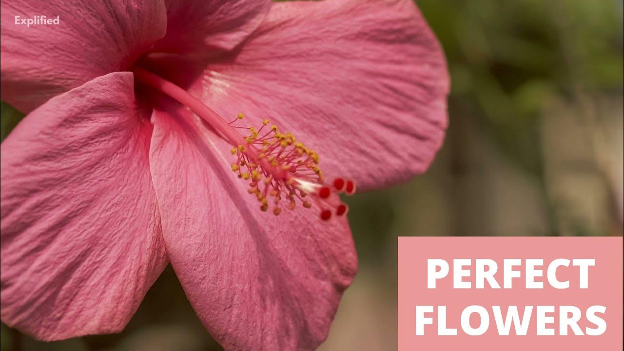 What Is Hermaphrodite Hermaphrodite Meaning Explained YouTube