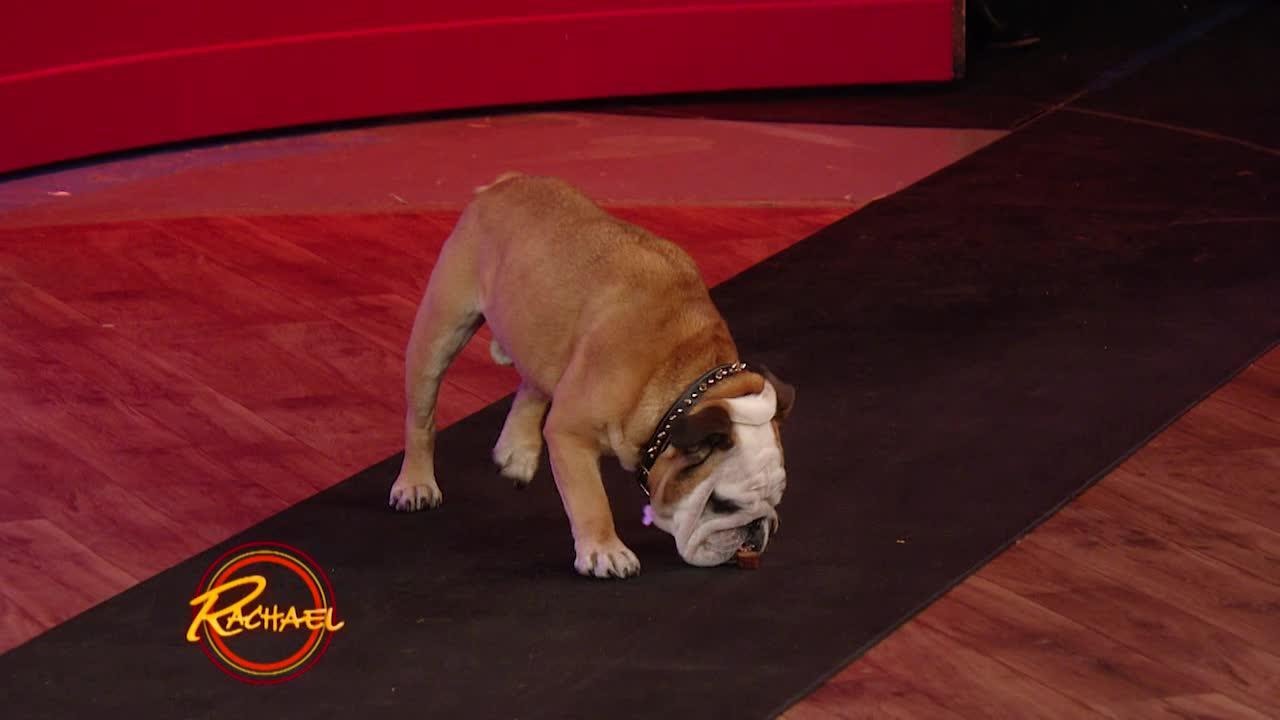 Which Presidents Kept Bulldogs at the White House | Rachael Ray Show