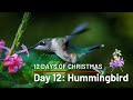 12 Days of Christmas Countdown! Day 12: Hummingbird | Creation is Cool