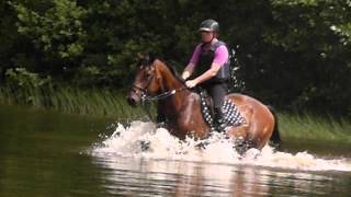 Oldenburger In Heilbronn