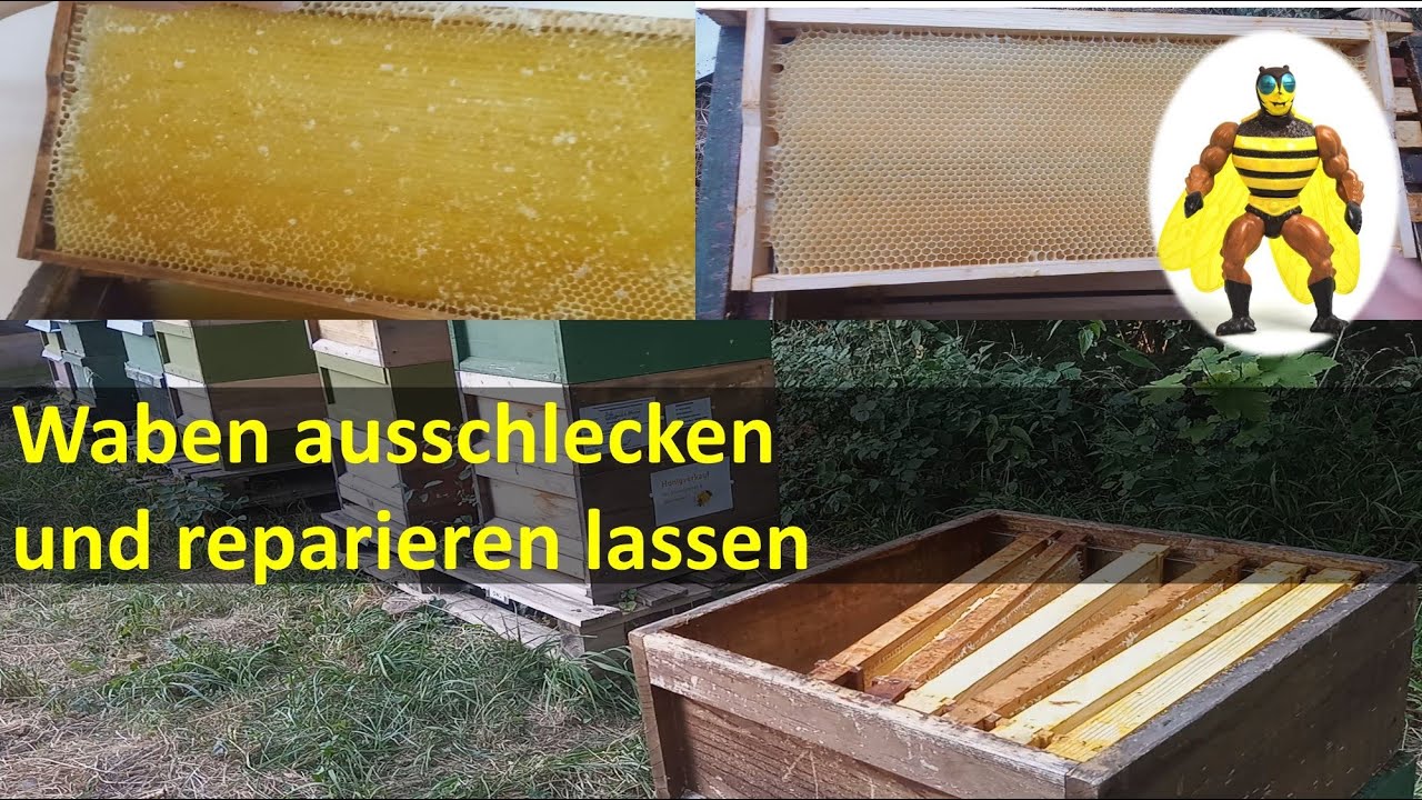 Waben ausschlecken und reparieren lassen