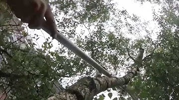 Crazy Cat Rescued From Tree