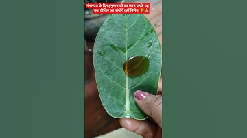 आंकड़े के पत्ते पर शहद लगाकर मंगलवार को चढ़ाने से जो मांगोगे वहींमिलेगा 🍀🙏😳 #pradeepmishrajidhank🙏