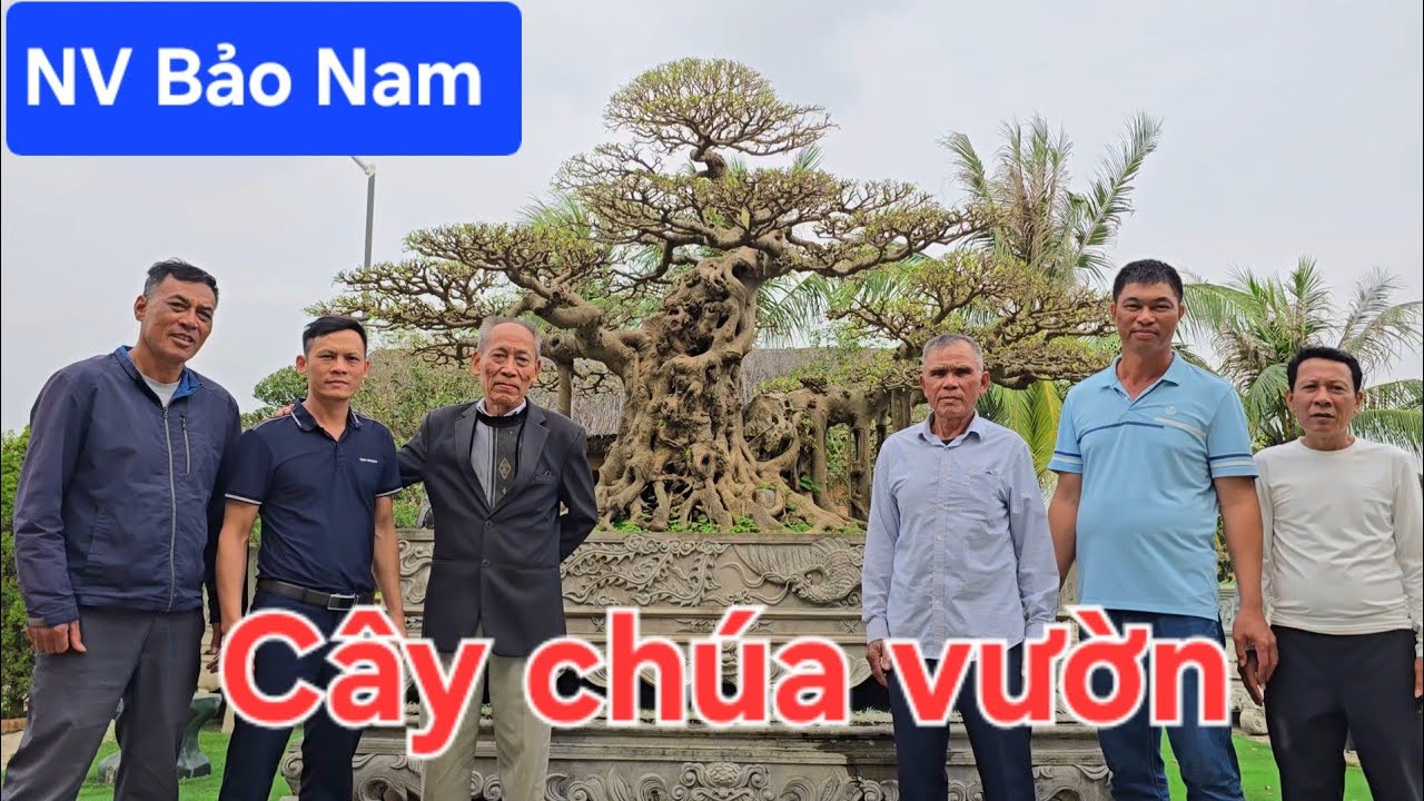 Chiêm ngưỡng cây sanh chúa của nhà vườn Bảo Nam
