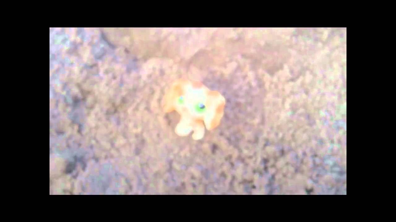 Littlest Pet Shop Beach Aventures! YouTube