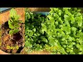 Growing mint is easy with this method  how to grow mint in water vn garden