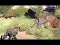 Hornbill-Bird Parents Cooperate To Attack Leopard Madly To Save Baby From Death - Battle of Leopard