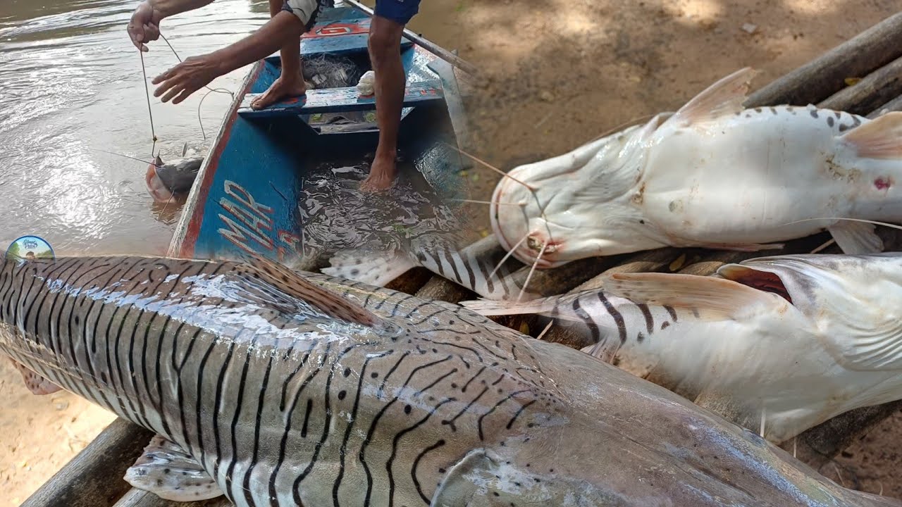 Fumos pega um almoço no Rio pegamos 2 surubim brutos vaija só 