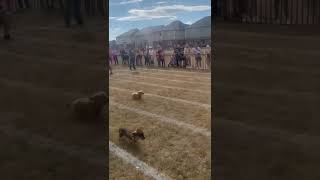 Wiener dog races