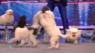 Jump Roping Dog   Olate Dogs Audition   America's Got Talent Season 7 screenshot 5